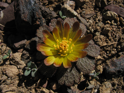 Habito y flor